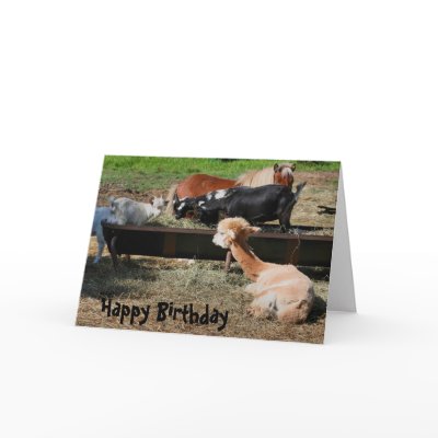 Farm Animal Friends Nature Photo Birthday Card by SmilinEyesTreasures