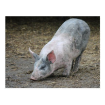 Farm Animal Pig Postcard