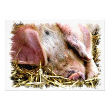 FARM ANIMALS, PIGS ANNOUNCEMENT