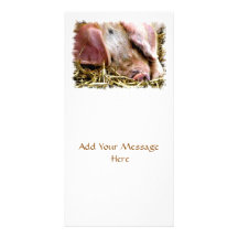 FARM ANIMALS, PIGS PHOTO CARDS