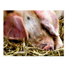 FARM ANIMALS, PIGS POSTCARDS