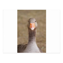 Farm Goose Postcard