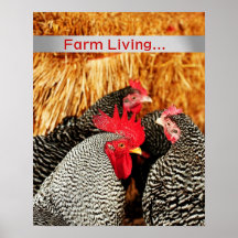 Farm Living - Rooster & Hens Print Poster