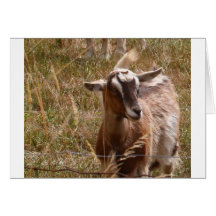 Farming goats card