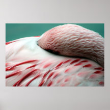 Fast Asleep Posters