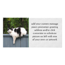 Fat Cat On Fence Photo Card