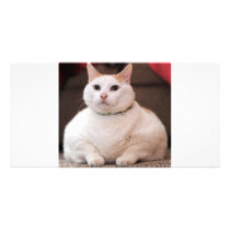 Fat Cat Personalized Photo Card