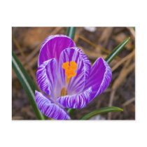 fat crocus postcard