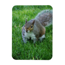 Fat Squirrel Flexible Magnet