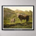 Father and son (highland cattle), England Poster