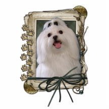 Fathers Day - Stone Paws - Maltese Acrylic Cut Outs