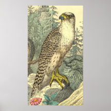 Faucon - affiche vintage d'art