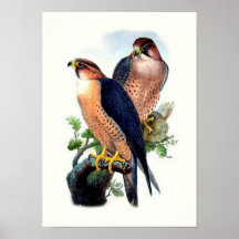 Faucon de Barbarie - John Gould Posters