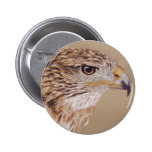 Faucon ferrugineux badge