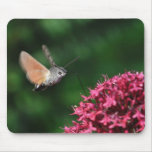 Faucon-mite de colibri planant tapis de souris