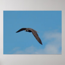 Faucon pérégrin posters