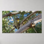 Fauvette Posters