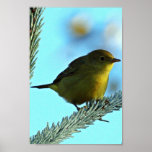 Fauvette jaune affiche