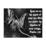 FAVORITE  BIBLE SCRIPTURE PSALM 17:8