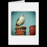 Favorite Perch cartes