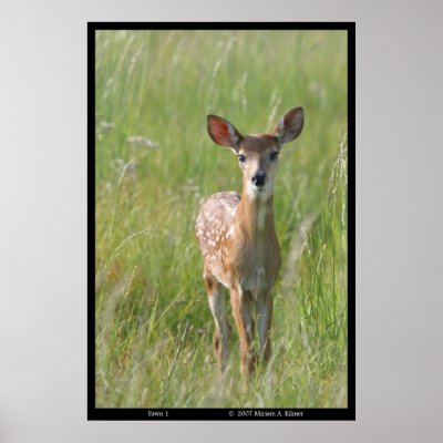 "Fawn 1" nature photograph white-tail deer print by miriamkilmer