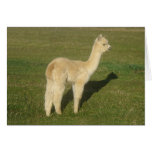 Fawn alpaca card