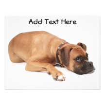 Fawn Boxer Resting Custom Invitations
