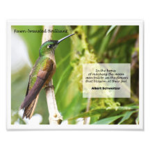 Fawn-breasted Brilliant Art Photo