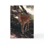 Fawn Card