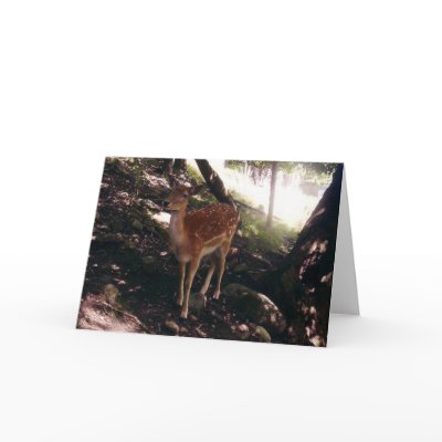 Fawn Card by stonedorphotos