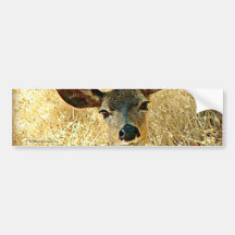 Fawn Closeup Bumper Sticker