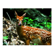 Fawn licking mouth postcards