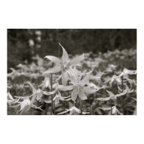 Fawn Lily Forest posters