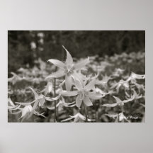 Fawn Lily Forest Poster
