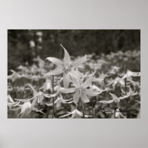 Fawn Lily Forest Print
