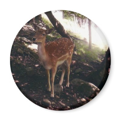 Fawn Magnet by stonedorphotos