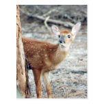 Fawn Peeks Postcard