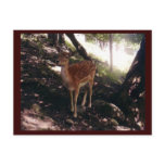 Fawn Postcard