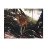 Fawn Postcard