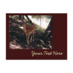 Fawn Postcard