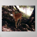 Fawn Poster posters