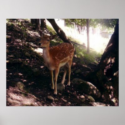 Fawn Poster by stonedorphotos