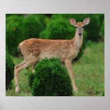Fawn Print