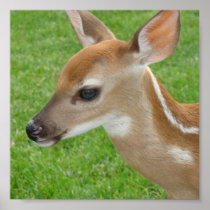 Fawn Print