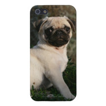 Fawn Pug Puppy Sitting iPhone 5 Covers