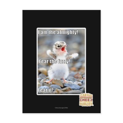 Fear the Fuzzy! Postcards by icanhascheezburger