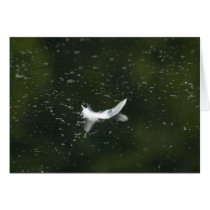 Feather Floating on Water cards