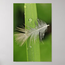 Feather on a Grass Blade Poster