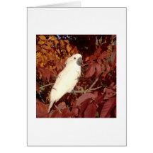 Feathered Family Cockatoo Note Card
