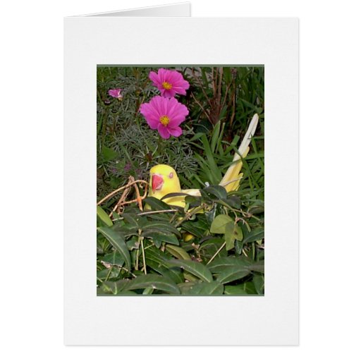 Feathered Family Parrot Rescue Card